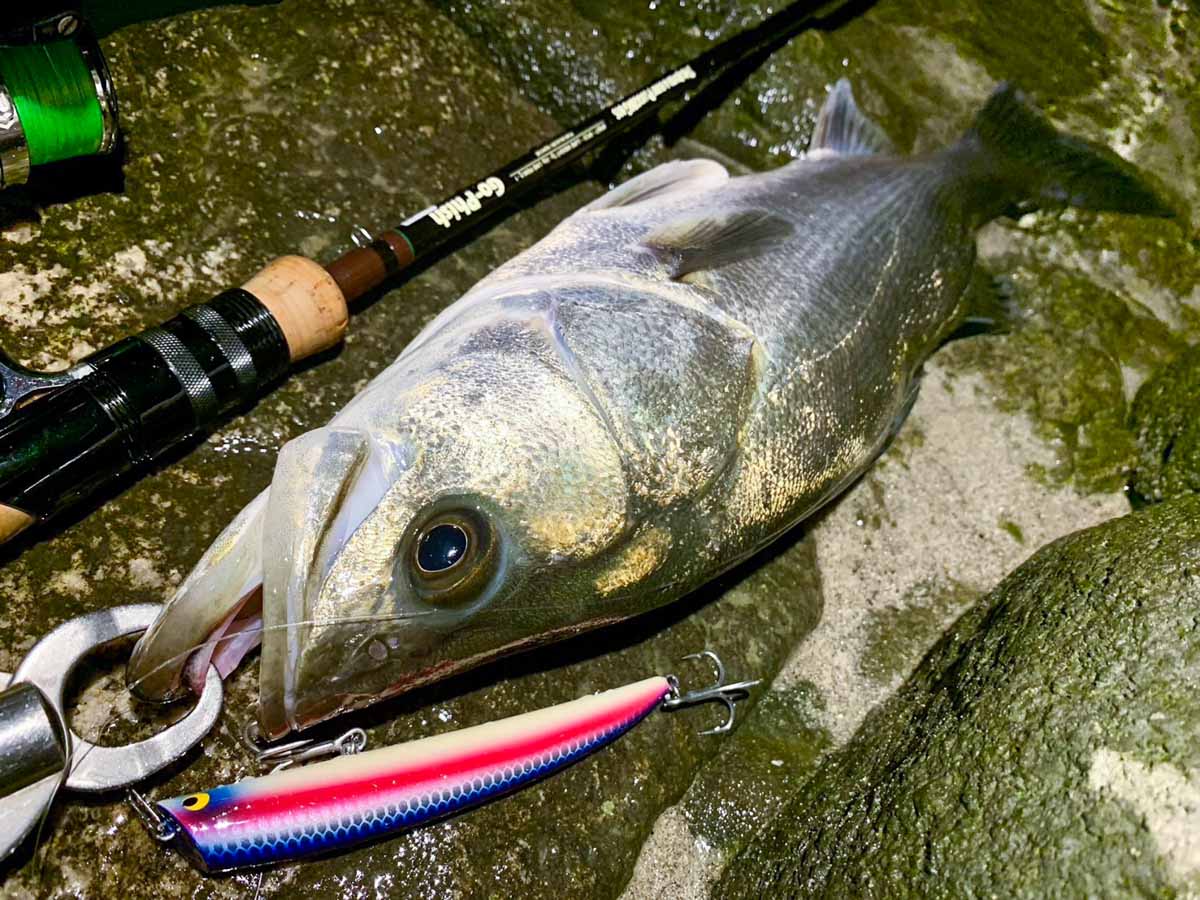 TKLM120GP | Go-Phish