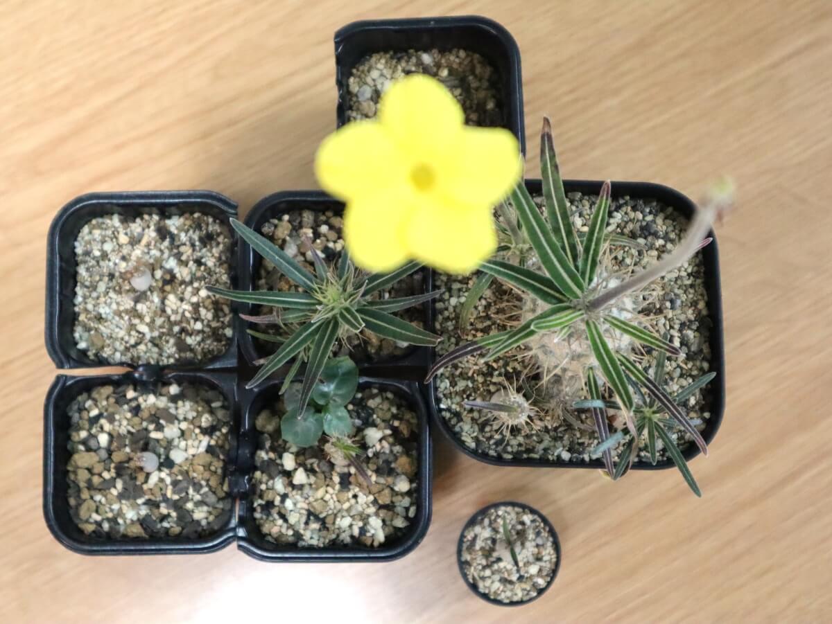 グラキリス実生記録（2022年6月播種）【9ヶ月経過】 | グラキリス育成手帳