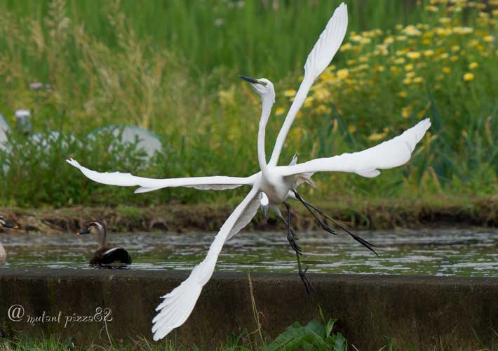 新種や…」「二度見した」 羽根が『4本』ある鳥に、驚きの声 – grape