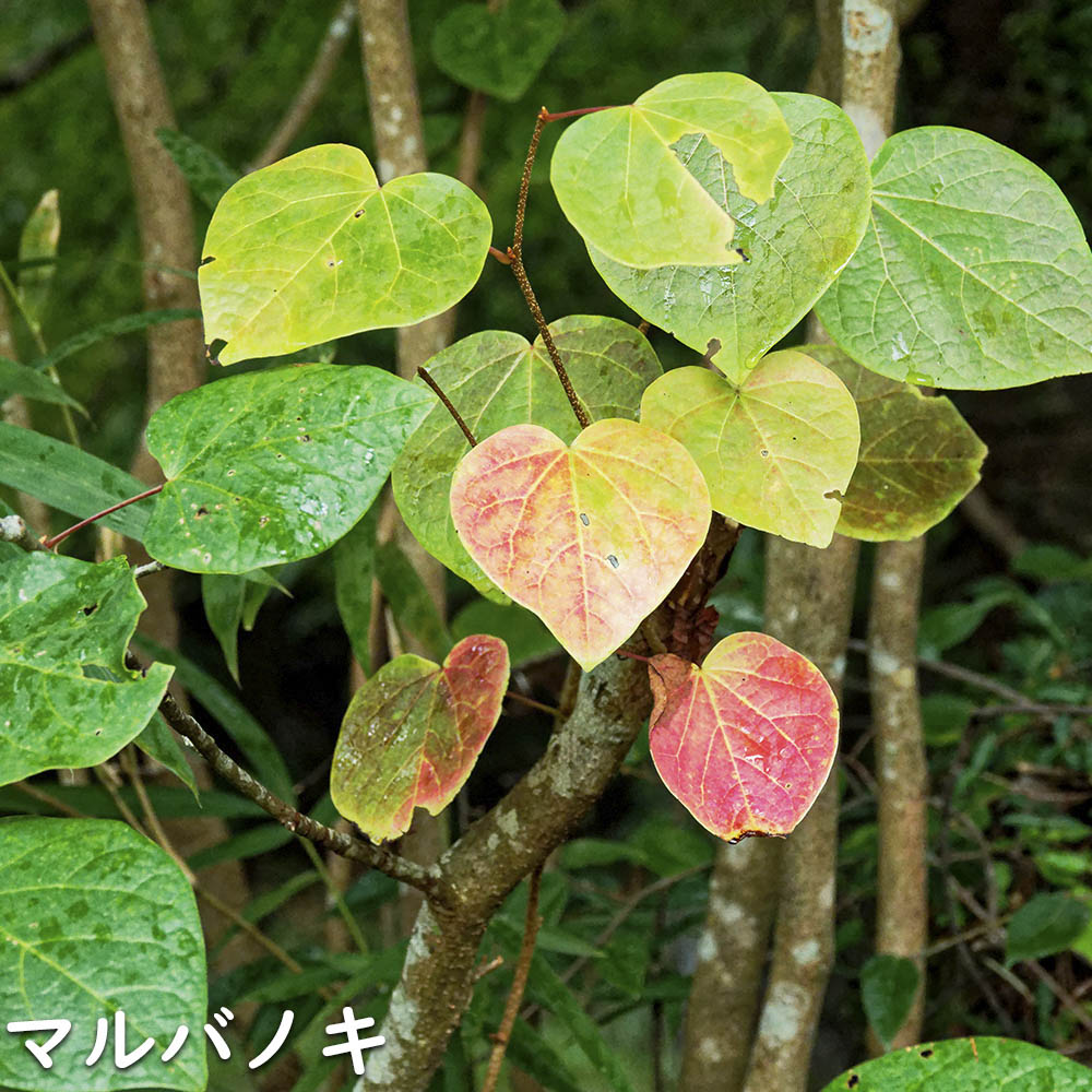 マルバノキ 苗木 販売 トオヤマグリーン