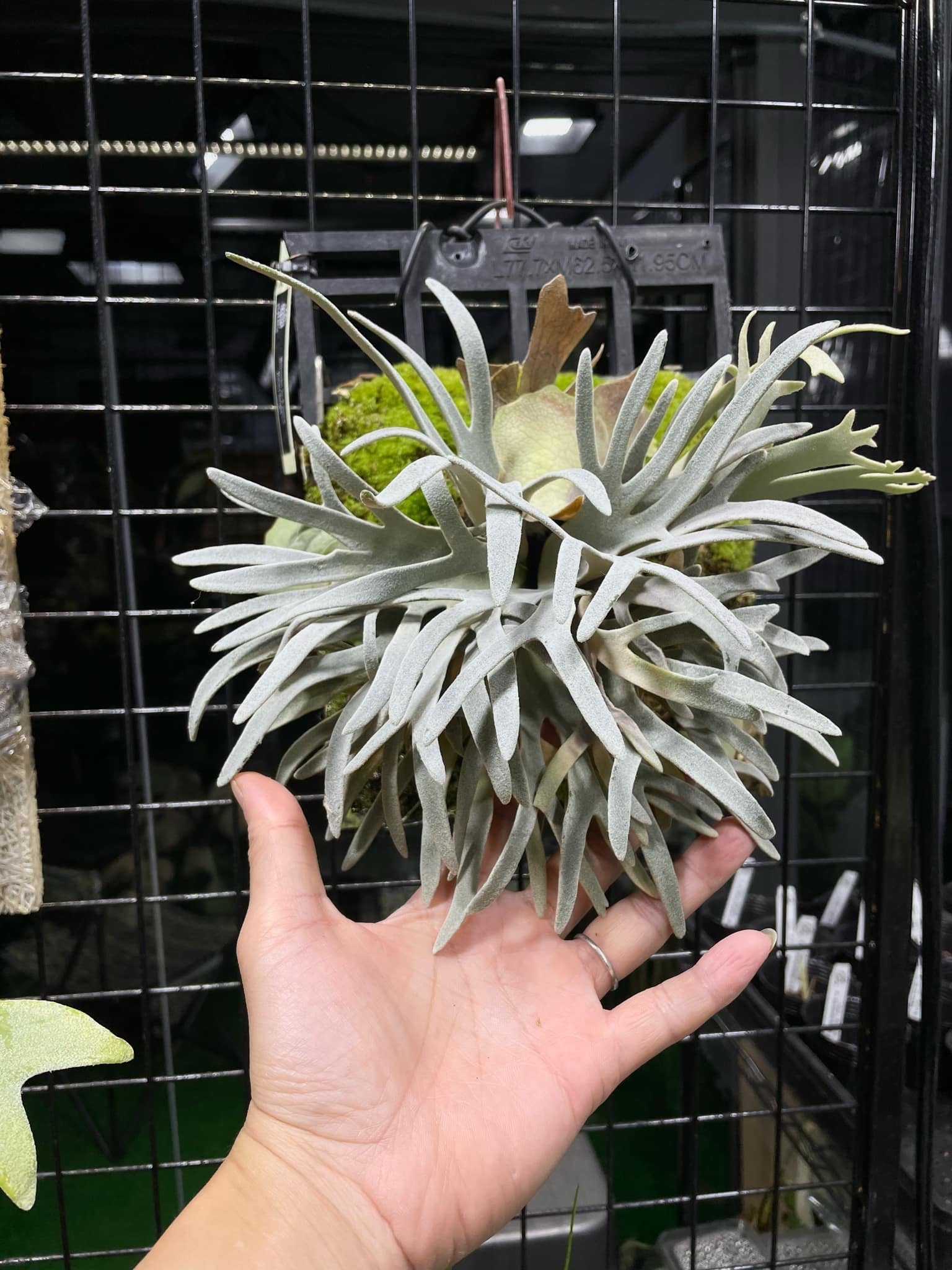 willinckii Fly dwarf 確定③ オマケ付き willinckii Fly dwarf 確定③