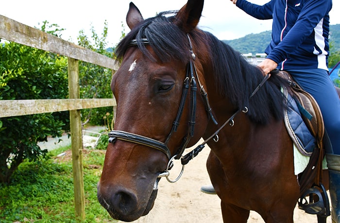 ニッサ・ホースガーデンで乗馬の魅力を調査 | ハマラボ[ハママツ研究所