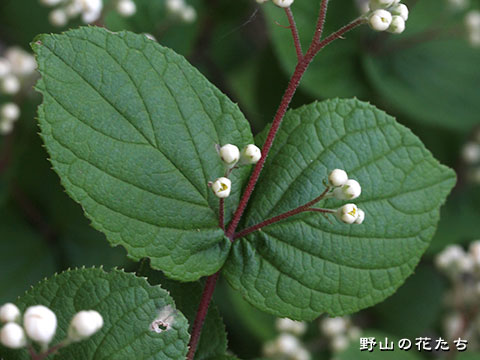 マルバウツギ - 野山の花たち 東北と関東甲信越の花