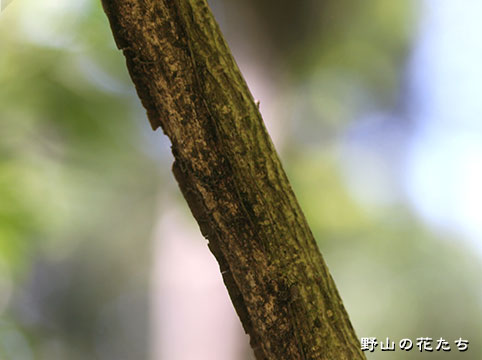 ニシキギ - 野山の花たち 東北と関東甲信越の花
