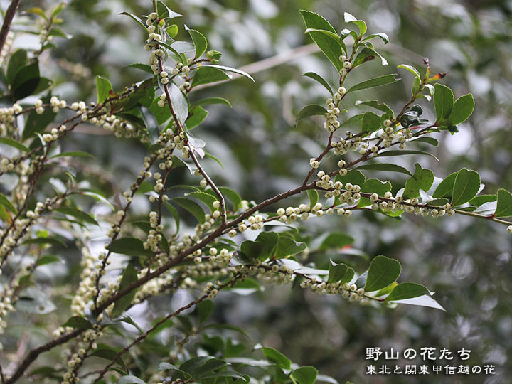 ヒサカキ - 野山の花たち 東北と関東甲信越の花