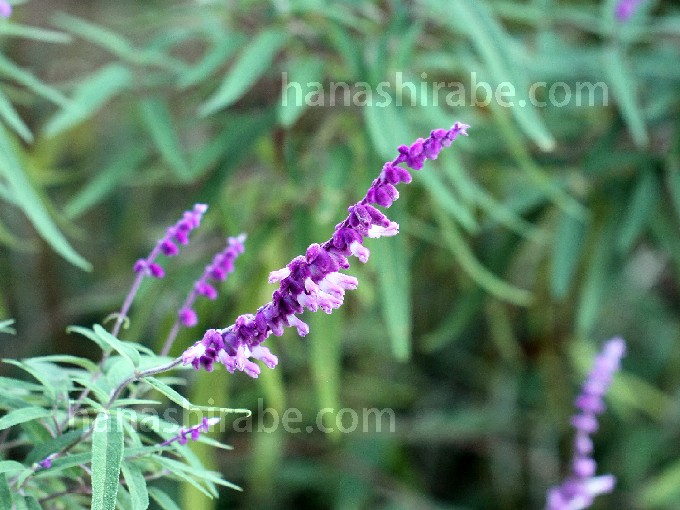 アメジストセージ-花しらべ-花図鑑