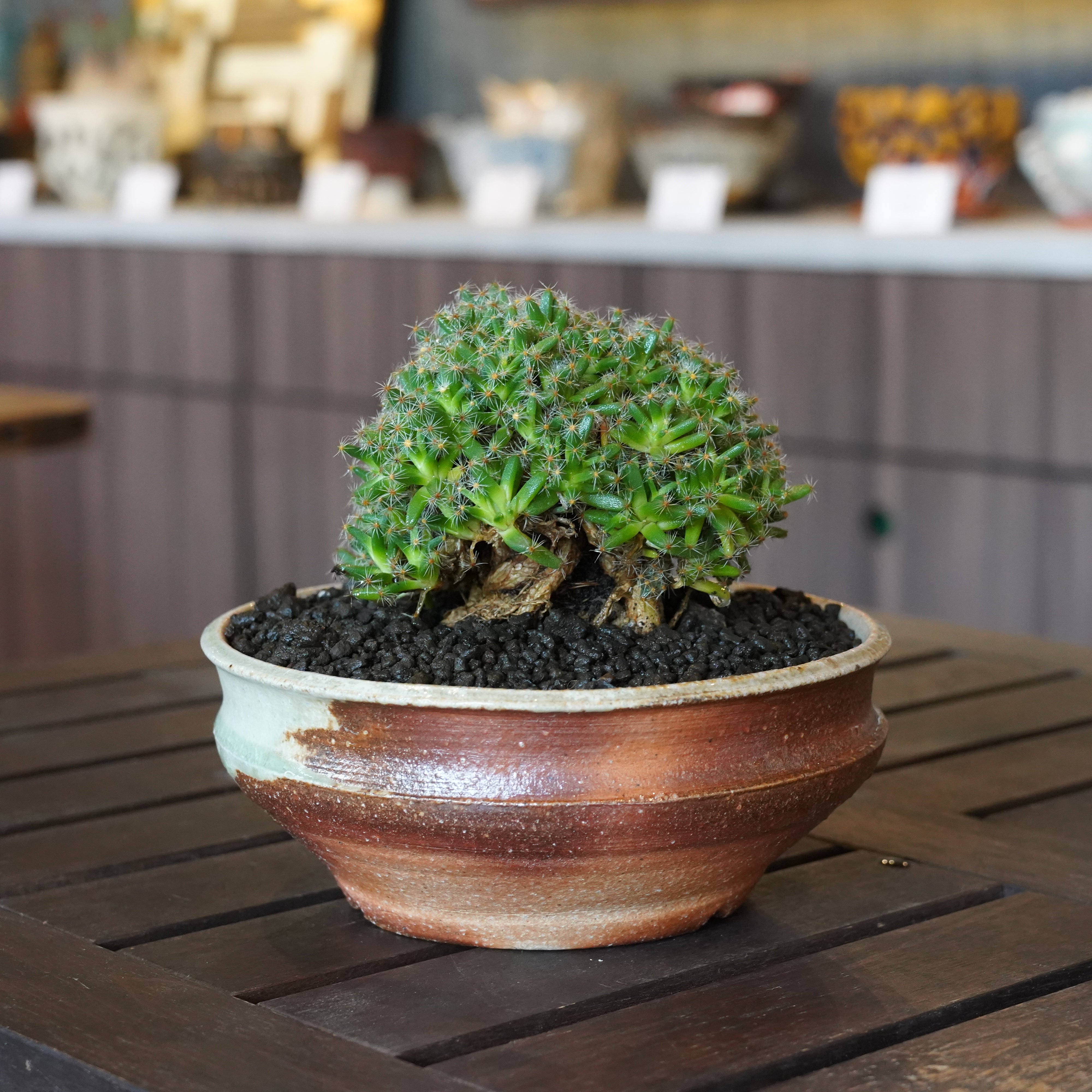 おしゃれな植木鉢や珍しい観葉植物を販売｜鉢と植物専門店 HACHI-8