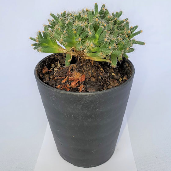 多肉植物] 長谷川園芸 - 茨城県北茨城市