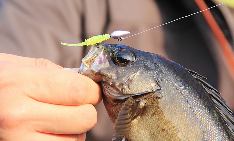 アジング・メバリング 「LIGHT SALT SERIES」 | NEW PRODUCT TALK