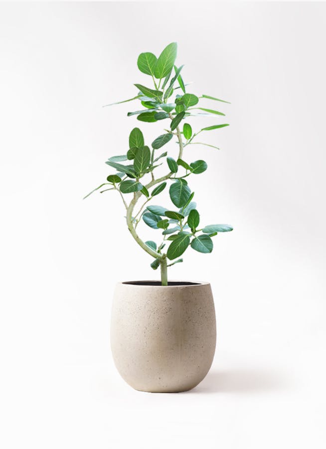 フィカス ベンガレンシス 8号 | 観葉植物通販 Hitohana（ひとはな）