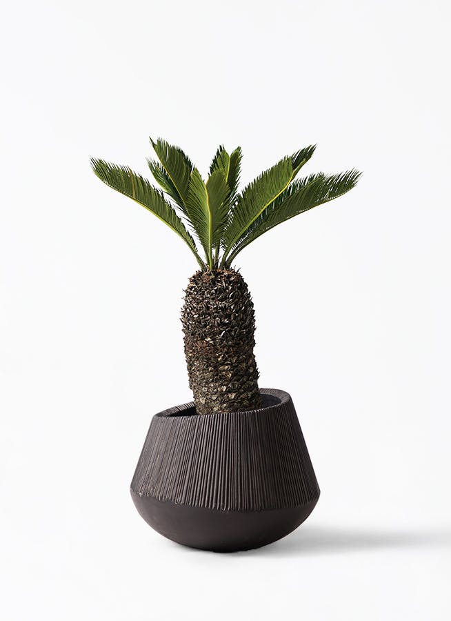 ソテツ 8号 | 観葉植物 | インテリアやギフトに - Hitohana（ひとはな）