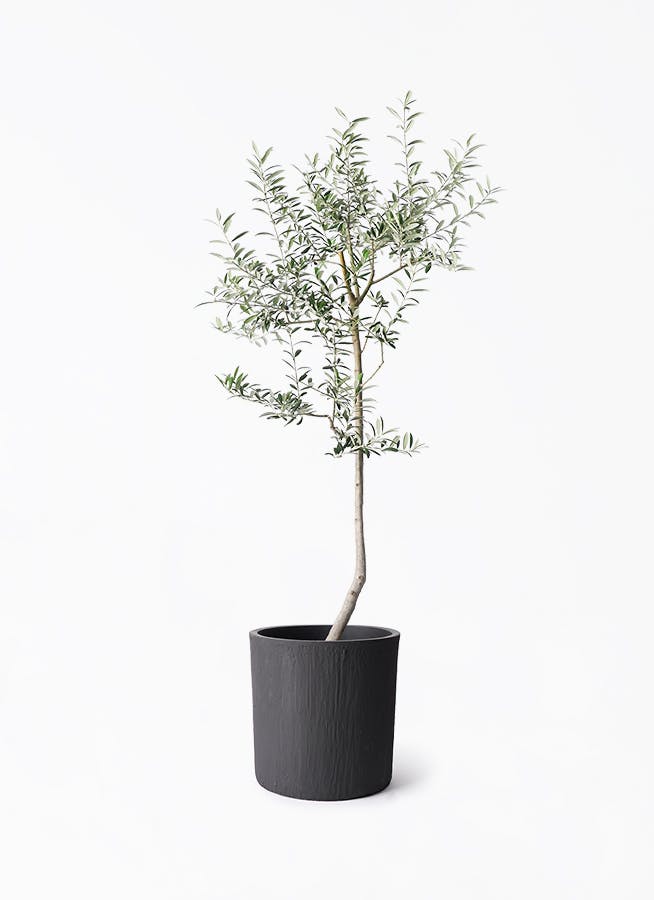 オリーブの木 ルッカ | 観葉植物 | 送料無料でお届け - Hitohana（ひと
