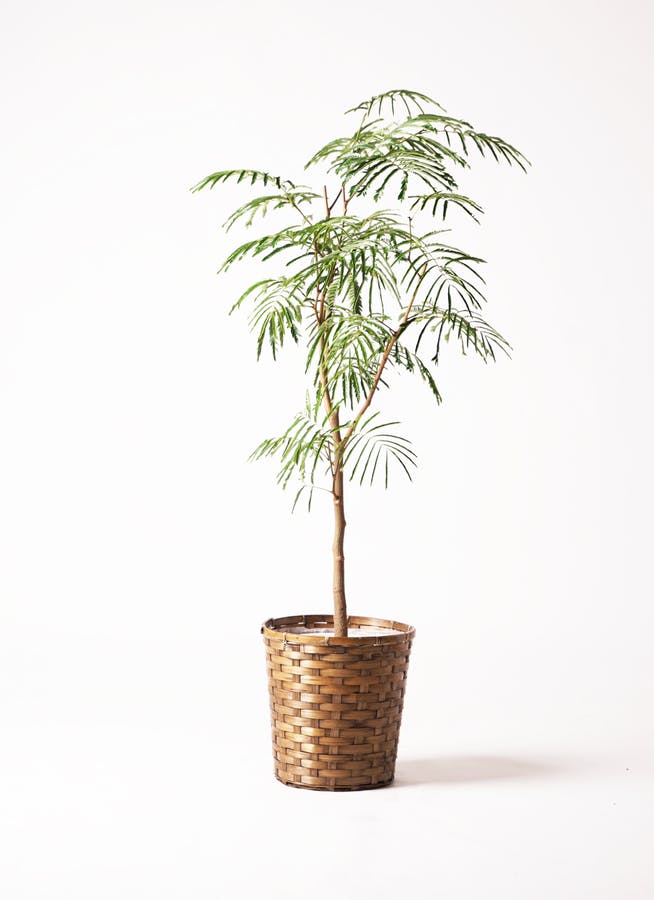 観葉植物 エバーフレッシュ 8号 ボサ造り 竹バスケット 付き | 観葉