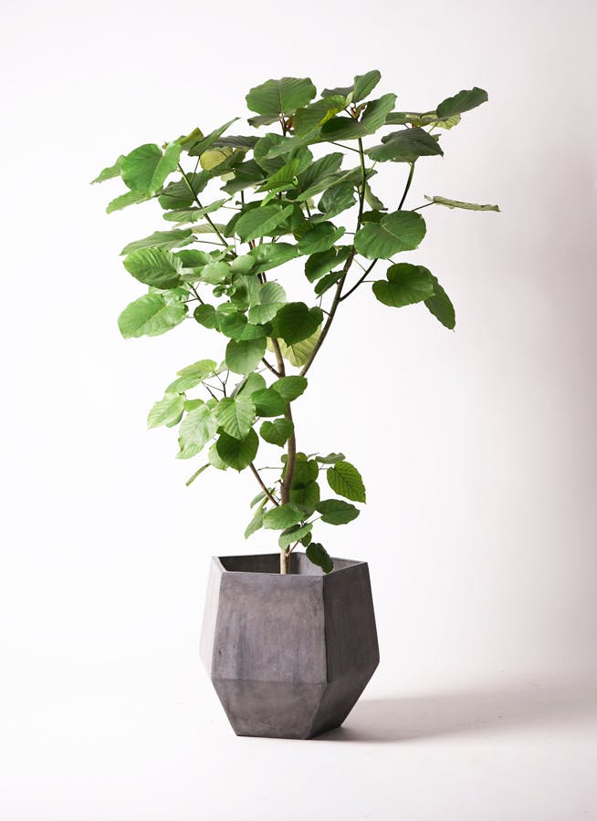 フィカス ウンベラータ ノーマル | 観葉植物の通販ならHitoHana（ひと