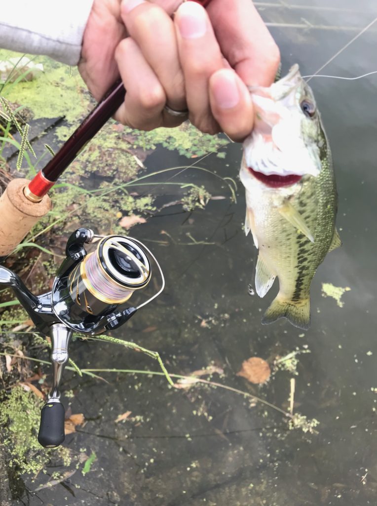 ワールドシャウラ2651F-2（レッドタイプ） インプレ | ほんきであそぶろぐ