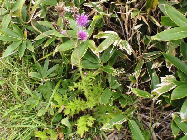 オオイヌノフグリ＊ナズナ＊キュウリグサ＊シジミチョウ♡植物画