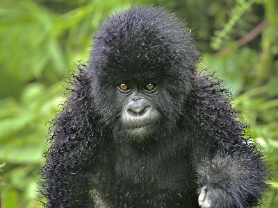 こう見えて地毛、朝露にぬれたゴリラのキュートなちりちりヘア - GIGAZINE