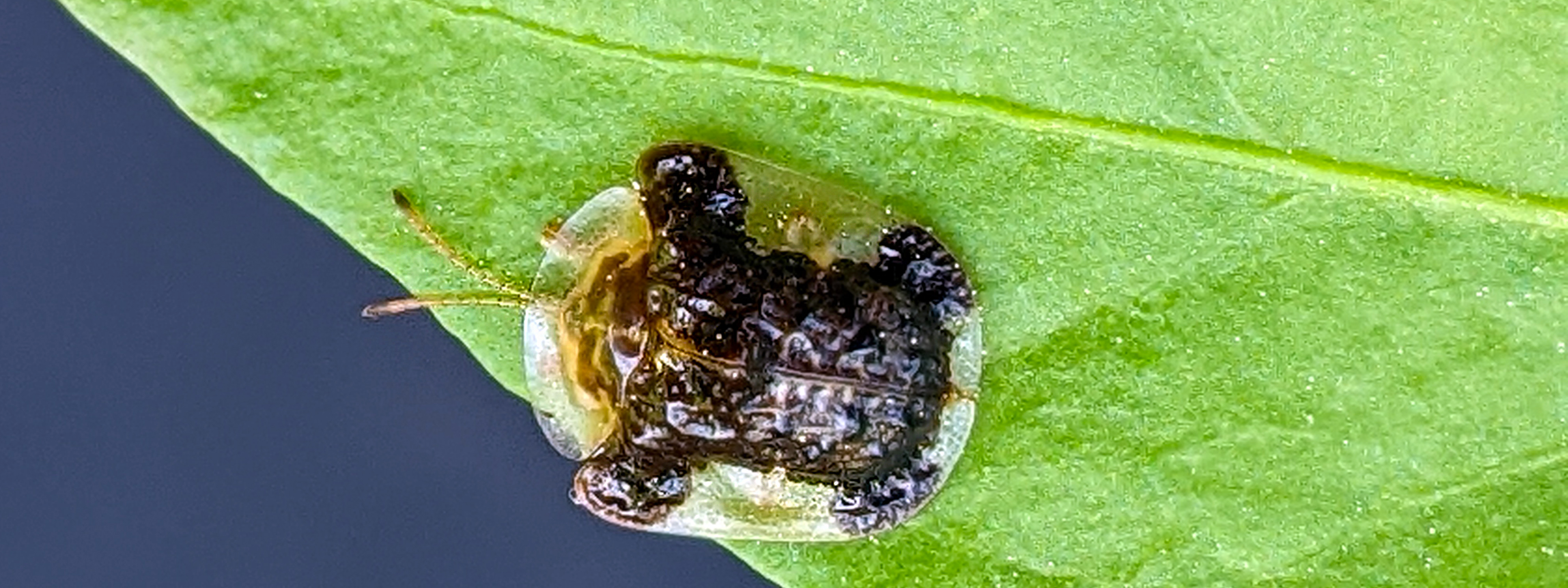 Cutest beetle ever! The Tortoise Beetle - Bug News