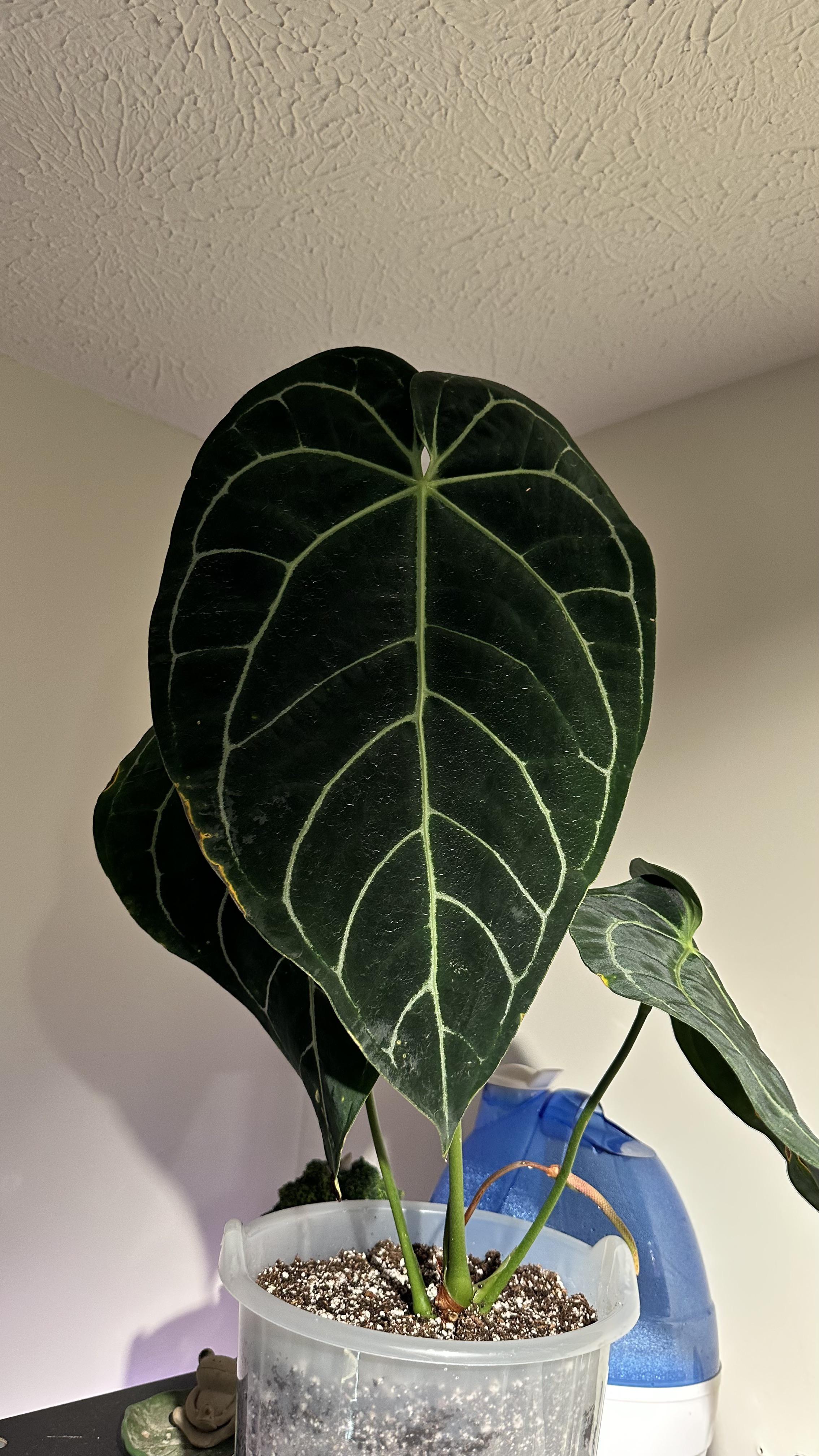 アンスリウム・レガーレ x クリスタリナム : r/Anthurium