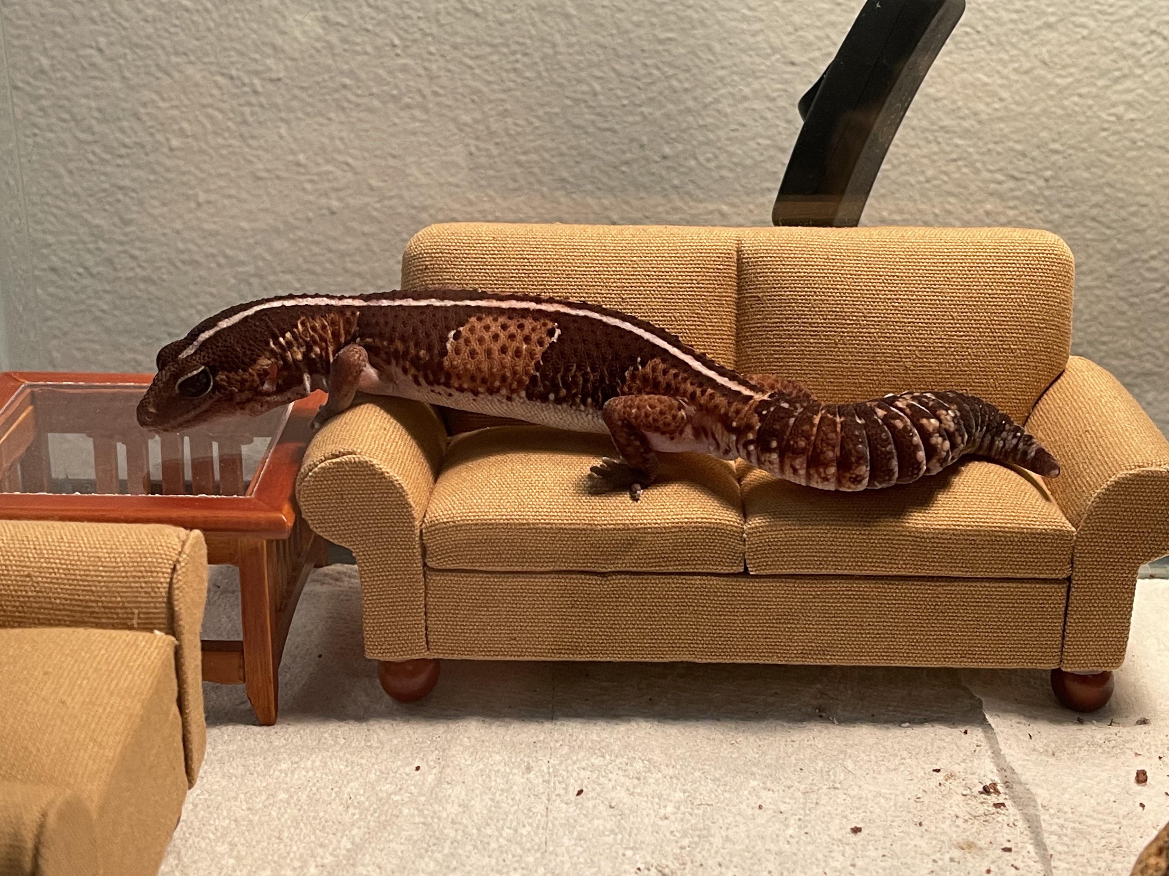 ジャケット・アウター Lounge Lizard ALPCA SHAGGY P COAT BROWN