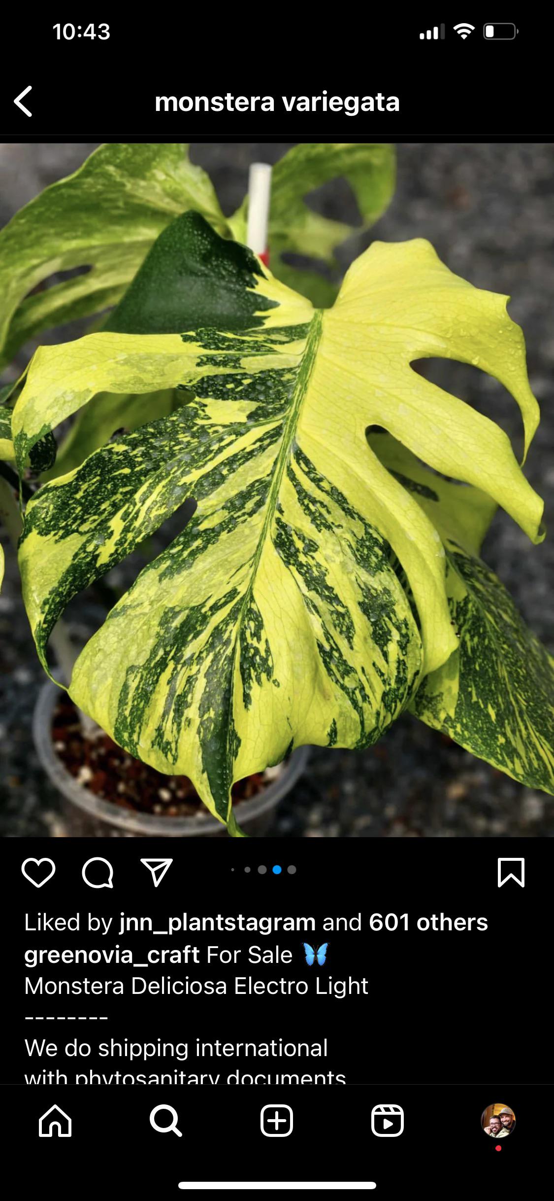 Monsteraエレクトロライトの写真、よく見るよね。タイコンステ