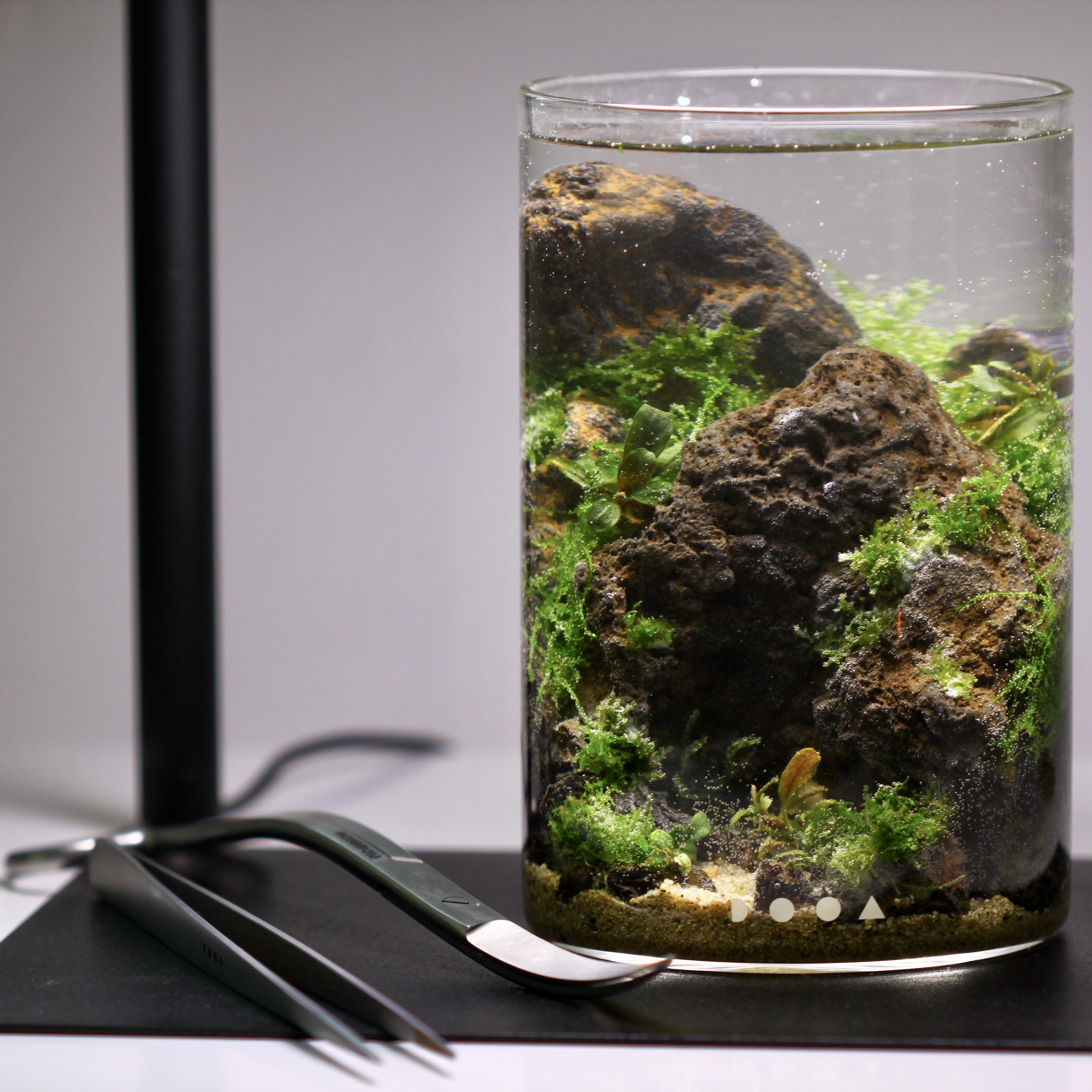 DOOA ガラスポット Maru の小さなアクアスケープ :-) : r/Jarrariums