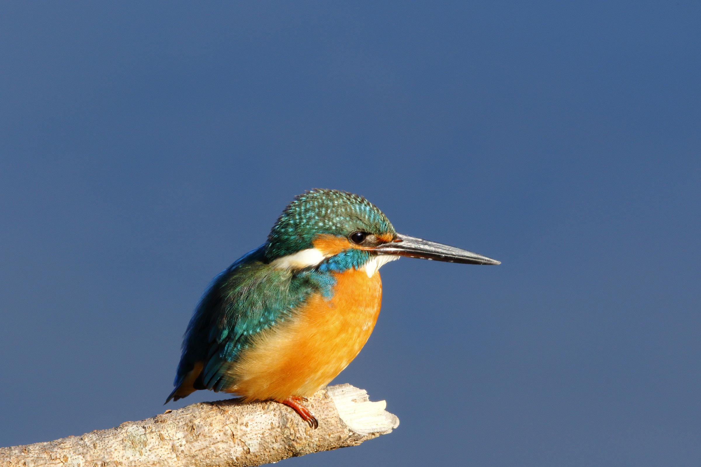 川蝉 versus 翡翠 : r/LearnJapanese