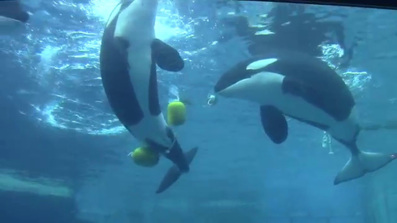 太*悠様 Killer Whale SEA STORY ゴルフバッグ 20周年記 海物語 20th