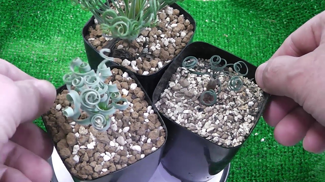 多肉植物】冬型球根入手しました！Gethyllis ゲチリス Albuca アルブカ