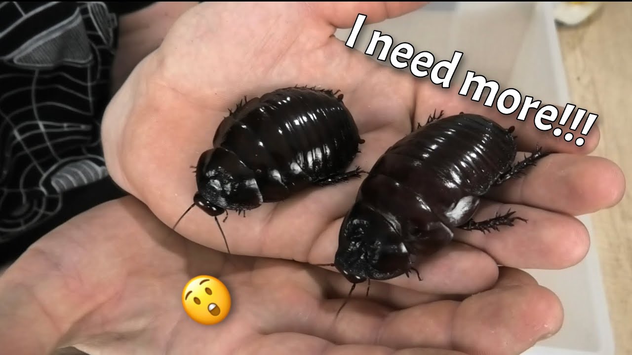 Unboxing the worlds heaviest Giant Burrowing cockroaches part 1