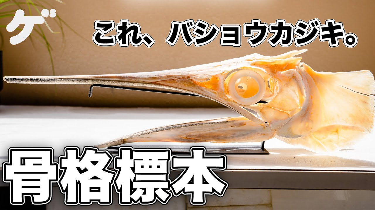 冷凍庫にあったバショウカジキの頭で骨格標本を作る - YouTube