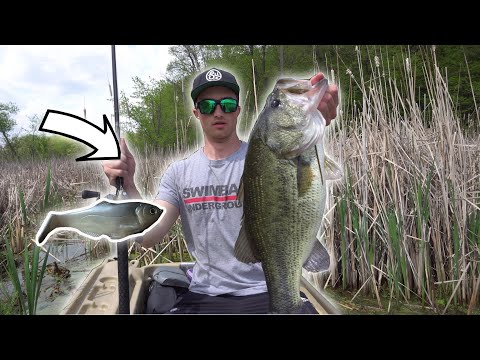 Catching BIG Bass On The Working Class Zero Battles Shad 7.5! (NEW