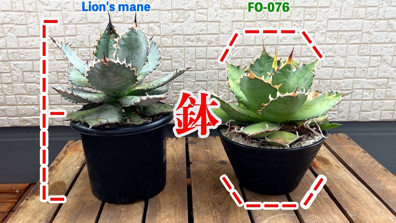 アガベ】鉢の形に合わせるように育つチタノタ - YouTube