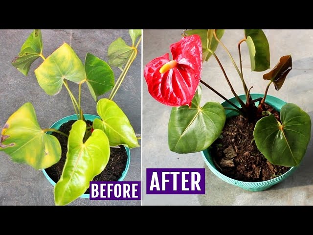 Anthurium Leaves Turning Yellow? Here's The QUICK Solution! - YouTube