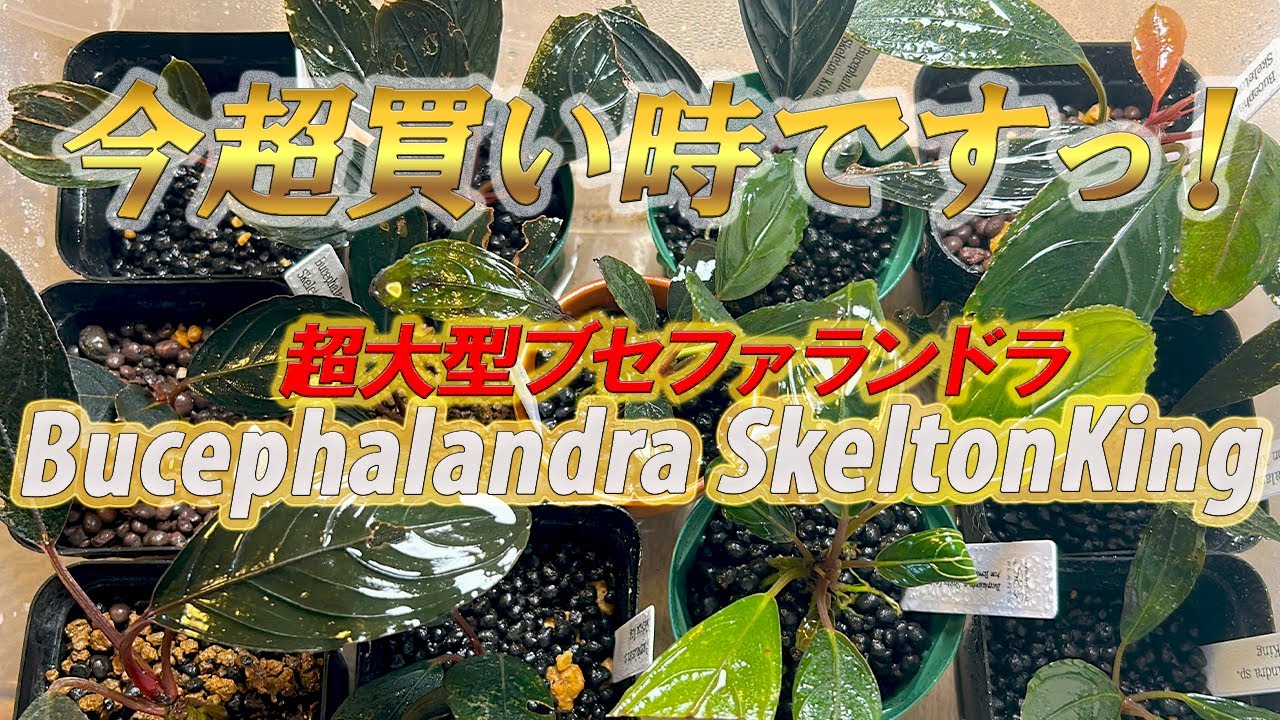 超大型ブセファランドラ！スケルトンキング（キシィ）の特徴と紹介