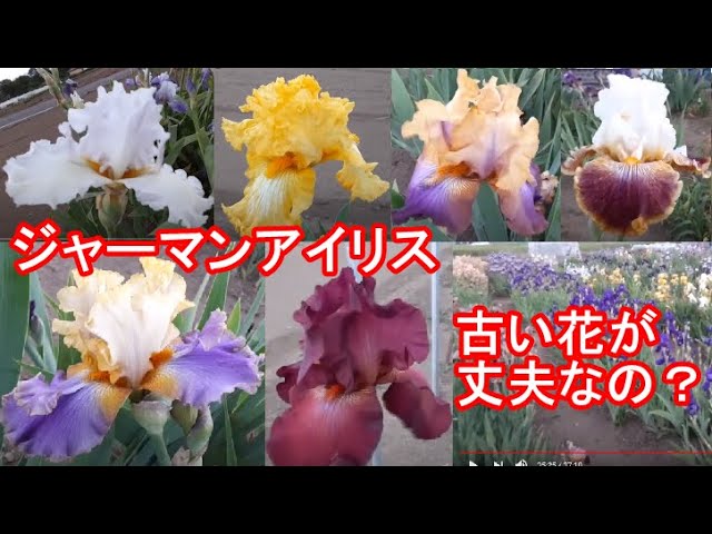 ジャーマンアイリスは古い品種は丈夫なの？ ～後半に花オヤジの独り言