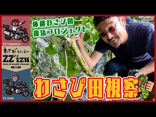 休耕わさび田復活応援】ZZ'izuでわさび田を視察【わさびチャンネル318