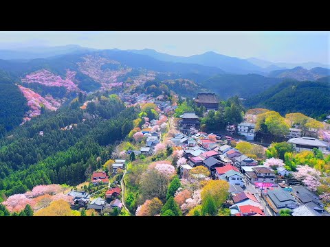 4K映像 桜の名所ドローン空撮「吉野山の千本桜 日本三大桜 」cherry