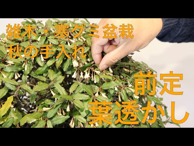 秋の盆栽手入れ ] 寒グミ盆栽 剪定と葉透かし - YouTube