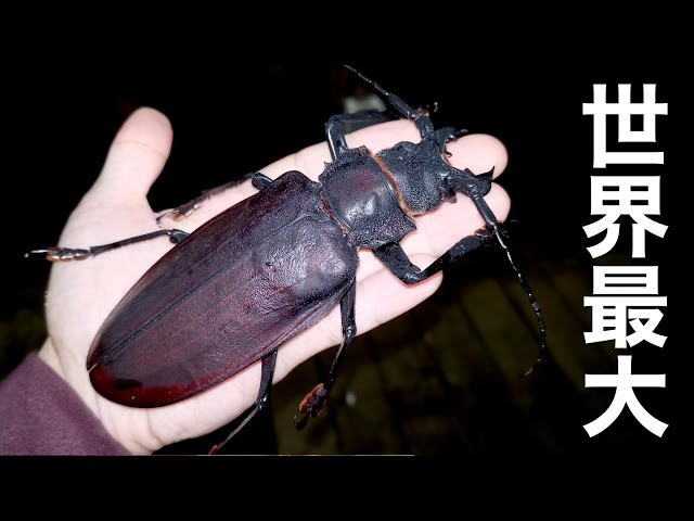 I caught Titanus Giganteus in the South American forest! - YouTube