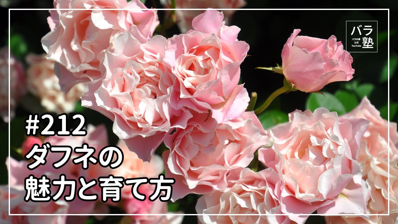 バラ苗【中苗】ダフネ 国産苗 6号鉢植え品［農林水産省 登録品種］《J