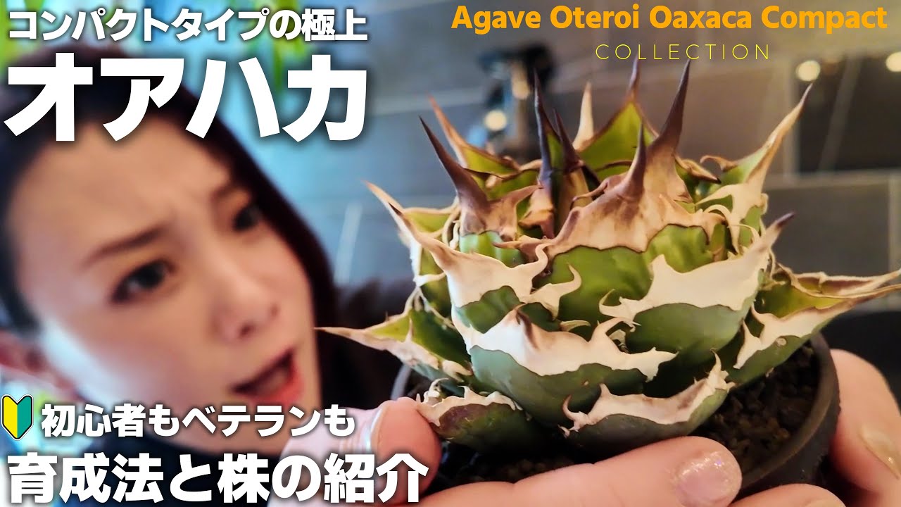 Going to Mexico to see Agave titanota and Oteroi [Part 1] - YouTube