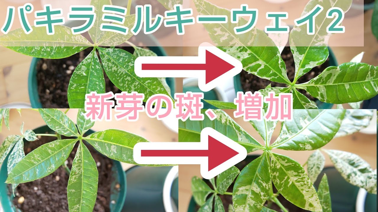 パキラミルキーウェイ実生/パキラ観察記録第2回[直射日光][斑入り