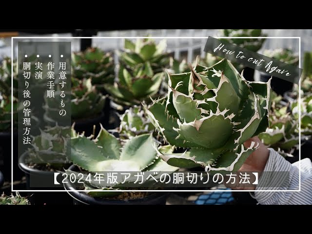 2024年版アガベの胴切りの方法】手順・使うもの・時期・注意点等をご