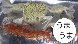 餌を手で掻き込んで食べるカエルが可愛すぎる！ - YouTube