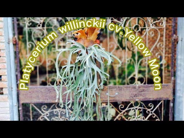 Platycerium willinckii cv. Yellow Moon grows compactly. It is a