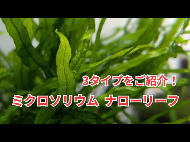 Introducing the various types of Microsorum narrow leaf! - YouTube