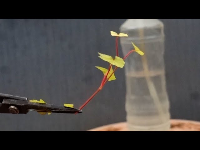 挿し穂作りで挿し木の準備【With subtitles】 - YouTube