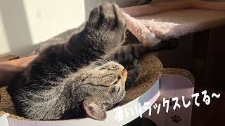 4 Cats Living 1446f] Daytime Relaxation Jiro Goro Massage Shop
