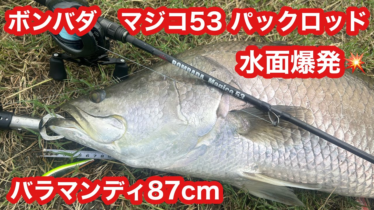 ボンバダ マジコ53 トップで バラマンディが水面爆発 8.8kg 87cm